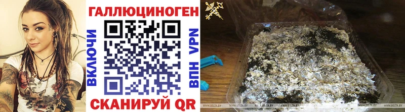 OMG   Электросталь  Псилоцибиновые грибы GOLDEN TEACHER 